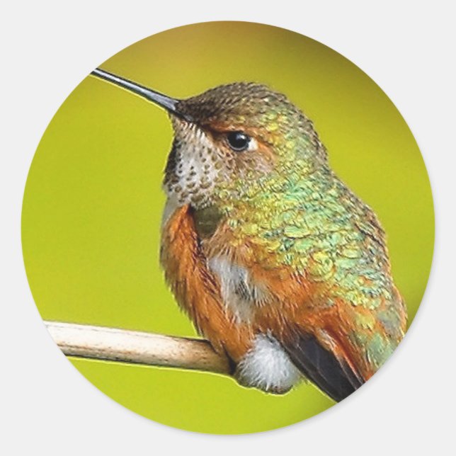 Sticker Rond Petite fille fisty : Colibri roux (Devant)