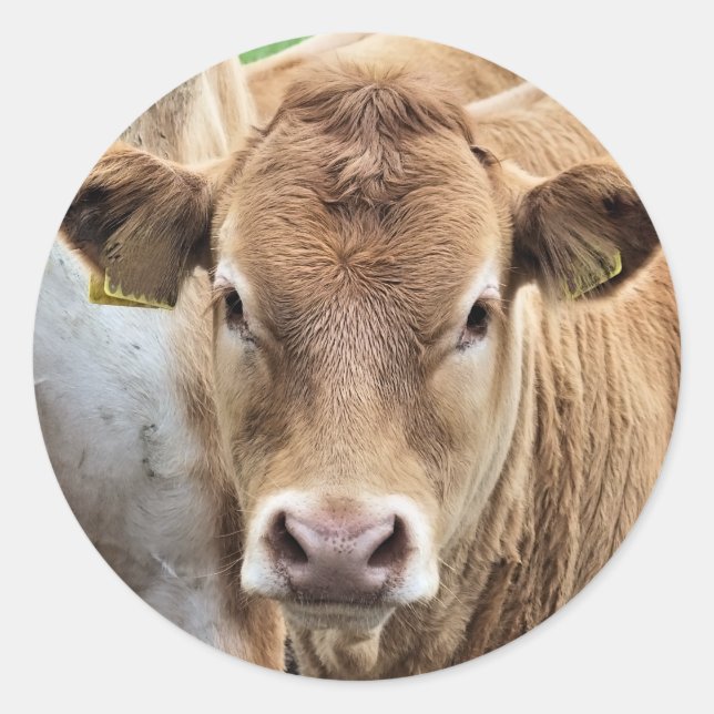 STICKER ROND PETITE VACHE CUITE (Devant)