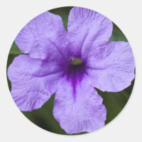 Pétunia mexicain nain pourpre