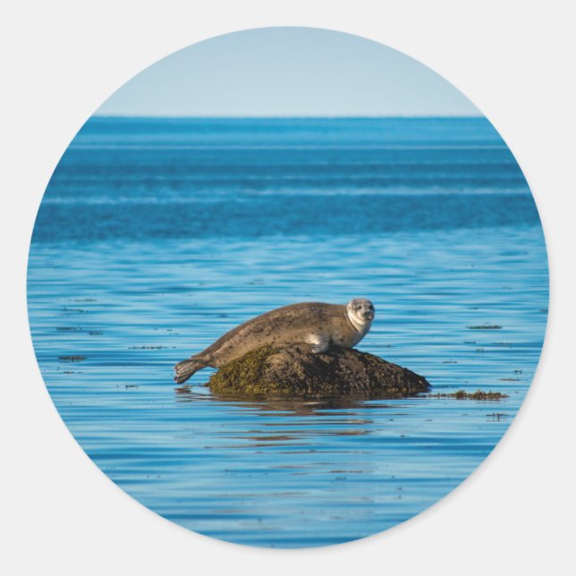 Sticker Rond Phoque commun (Devant)