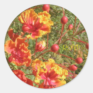Sticker Rond Phoques/Stickers Mariage tropicaux Poinciana