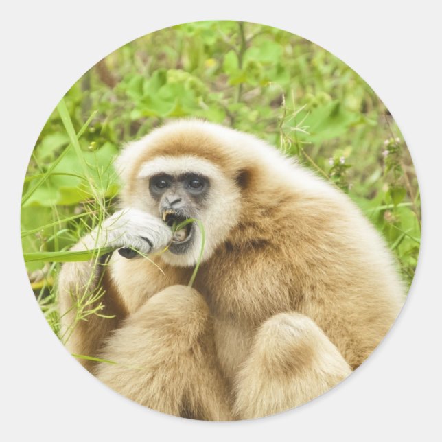 Sticker Rond Photo d'animal singe (Devant)