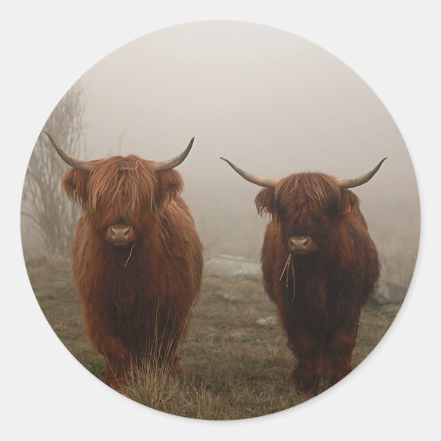 Sticker Rond Photo de brouillard de bovins Highland (Devant)