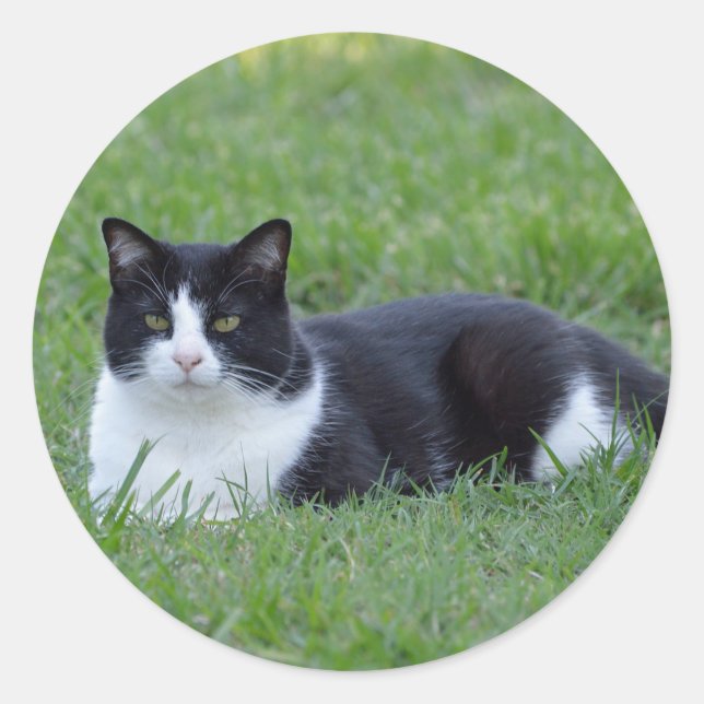 Sticker Rond Photo de chat en noir et blanc (Devant)