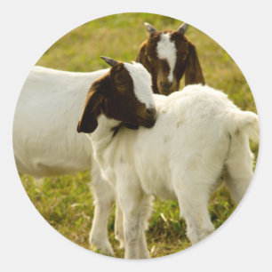 Sticker Rond Photo de chevreaux boers mignons dans un pâturage