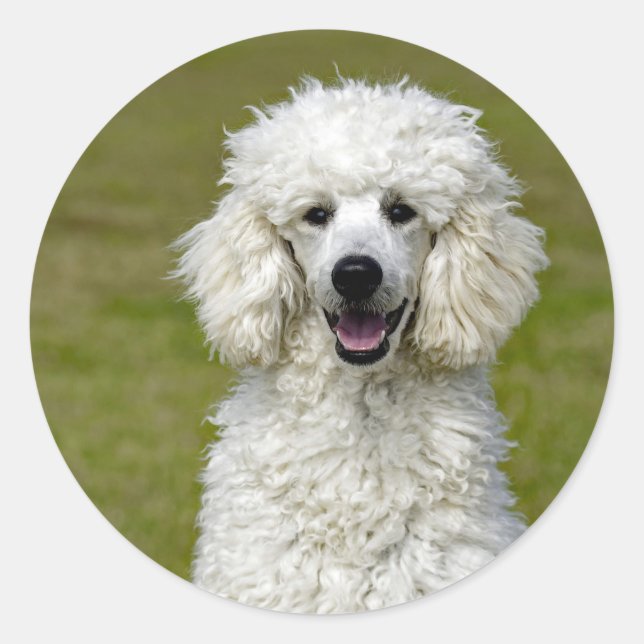 Sticker Rond Photo de chien blanc de caniche (Devant)