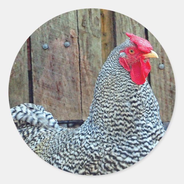 Sticker Rond Photo de coq noir et blanc de poulet (Devant)