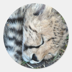 Sticker Rond Photo de CUB de guépard de sommeil