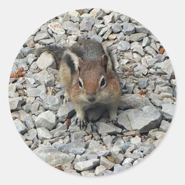 Sticker Rond Photo de la faune de Cute Chipmunk (Devant)