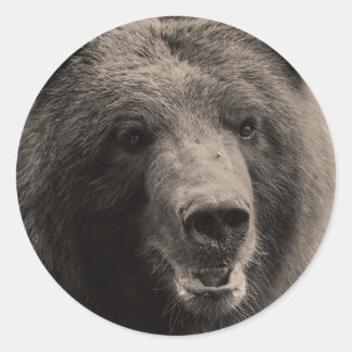 Sticker Rond Photo de la faune de l'ours grizzli Brown
