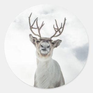 Sticker Rond Photo de la nature des rennes