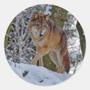 Sticker Rond Photo de neige du loup sauvage
