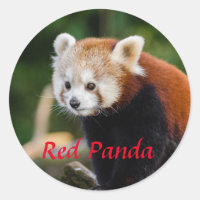 Photo de Panda roux adorable