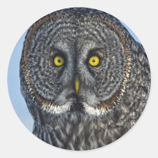 Sticker Rond Photo de Raptor de la Chouette Grise (Devant)