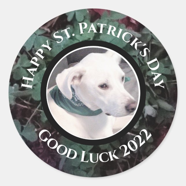 Sticker Rond Photo de Shamrocks verts de chien blanc mignon (Devant)