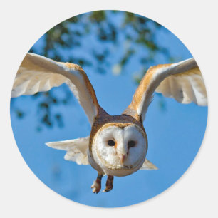 Sticker Rond Photo de vol de Barn Owl