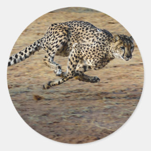 Sticker Rond Photo de Wildlife Cheetah Running