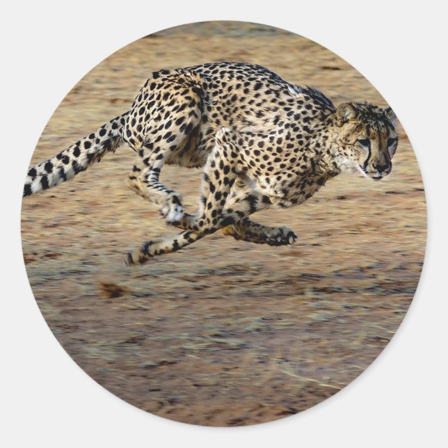 Sticker Rond Photo de Wildlife Cheetah Running (Devant)