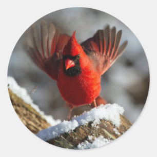 Sticker Rond Photo du cardinal Landing