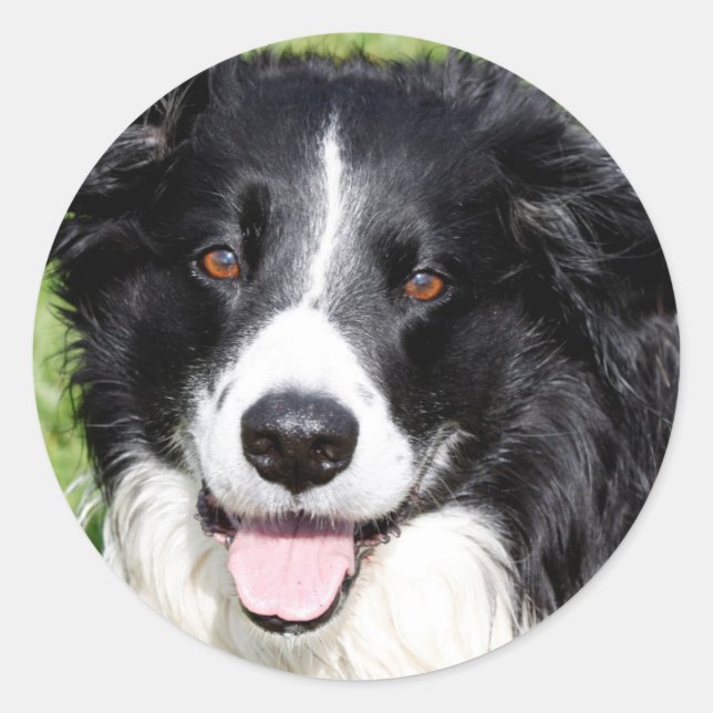 Sticker Rond Photo d'un chien heureux (Devant)