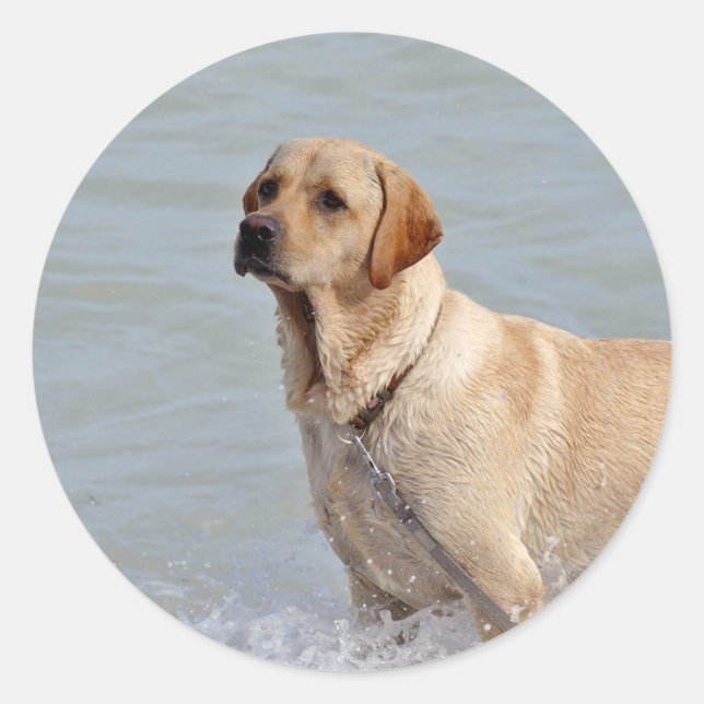 Sticker Rond Photo Lab Yellow Dog Water (Devant)