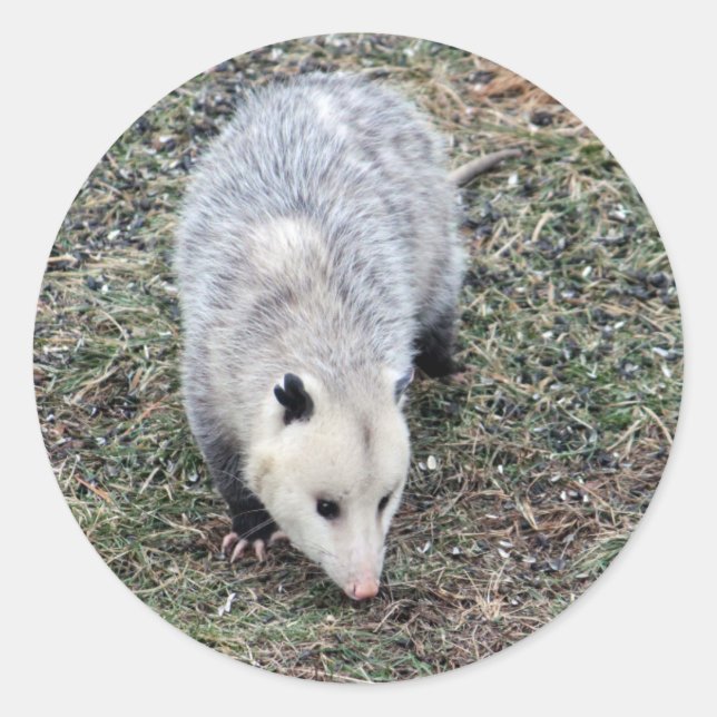 Sticker Rond Photo Opossum (Devant)