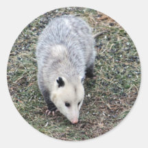 Photo Opossum