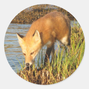 Sticker Rond Photo Red Fox