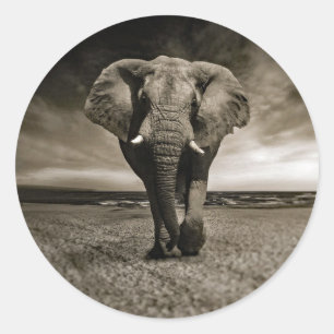 Sticker Rond Photo Wildlife Bull Elephant