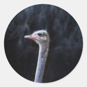 Sticker Rond Photographie d'autruche
