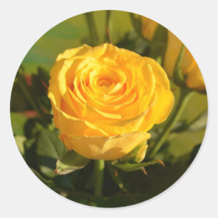 Sticker Rond Photographie de beauté rose jaune