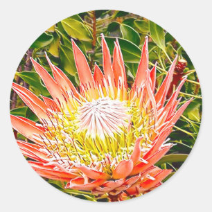 Sticker Rond Photographie de fleurs australiennes de Protea
