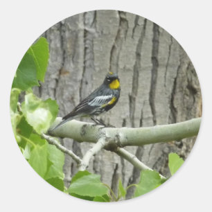 Sticker Rond Photographie de la nature de la Paruline d'Audubon