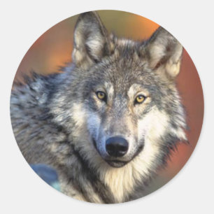 Sticker Rond Photographie de loup