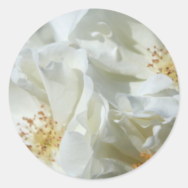 Sticker Rond Photographie florale de Roses blanches sauvages St (Devant)