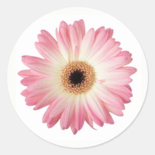 Sticker Rond Photographie rose et blanc Gerbera Fleur marguerit
