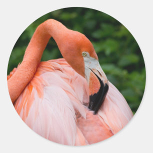 Sticker Rond Photos sauvages d'image de photo d'oiseaux