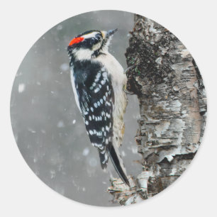 Sticker Rond Pic Downy en neige - Photo originale