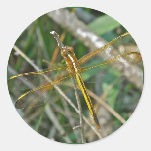 Sticker Rond Pièces de libellules de Meadowhawk d'or (Sympetrum