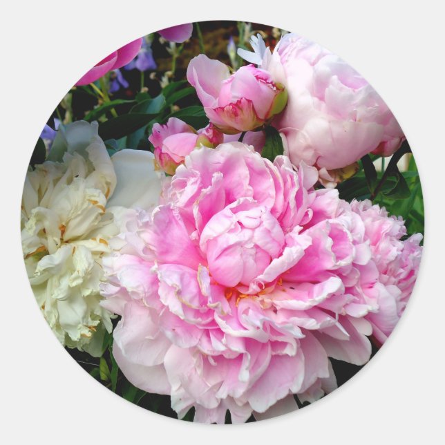 Sticker Rond Pies roses et blanches (Devant)