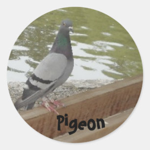 Sticker Rond Pigeon