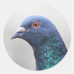 Sticker Rond Pigeon aléatoire