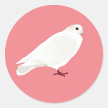 Pigeon blanc (colombe)