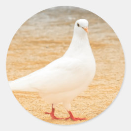 Sticker Rond Pigeon blanc mou
