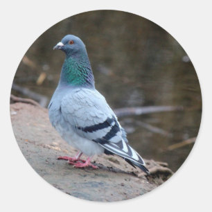 Sticker Rond Pigeon pacifique