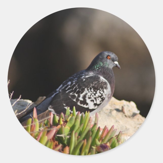 Sticker Rond Pigeon perché sur une falaise (Devant)