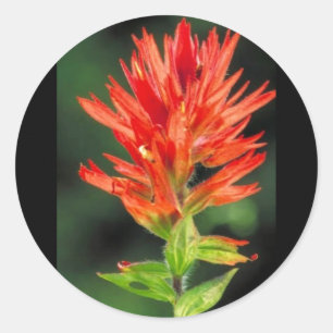 Sticker Rond Pinceau du Wyoming