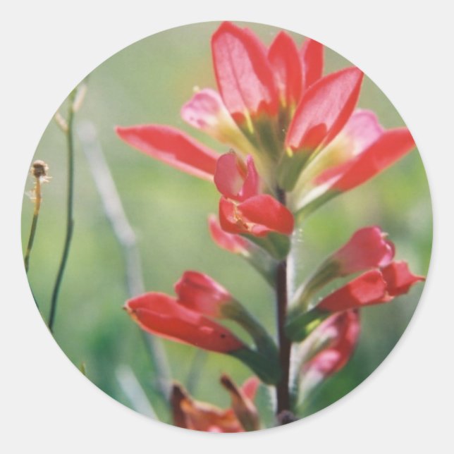 Sticker Rond Pinceau indien (Devant)