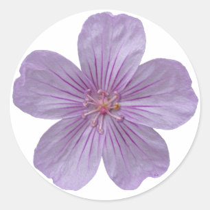 Sticker Rond Pineywoods Geranium #1