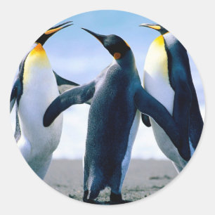 Sticker Rond Pingouins d'Alaska